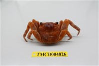 藏品(白紋方蟹)的圖片